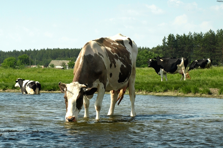 cattles ae drinking water from river