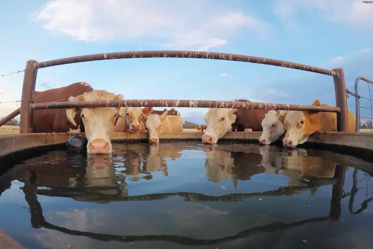 cattles are drinking in water