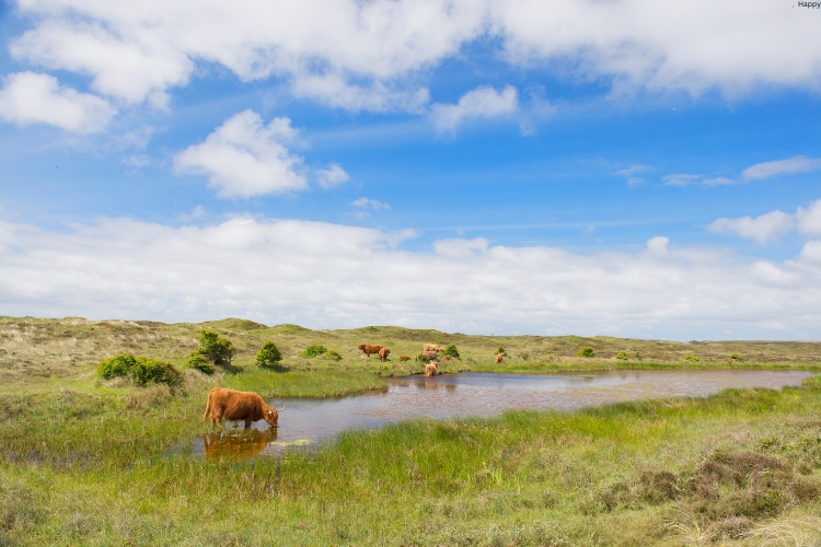 cattles are drinking in wide area