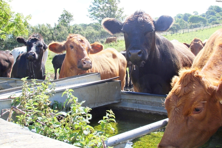 cattles are drinking water in farm