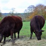 cattles are eating grass outside