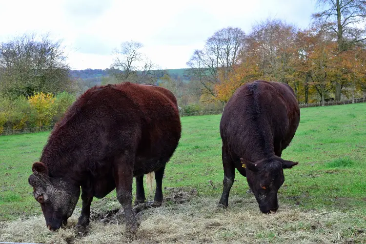 cattles are eating grass outside