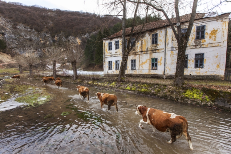 cattles are walking in water