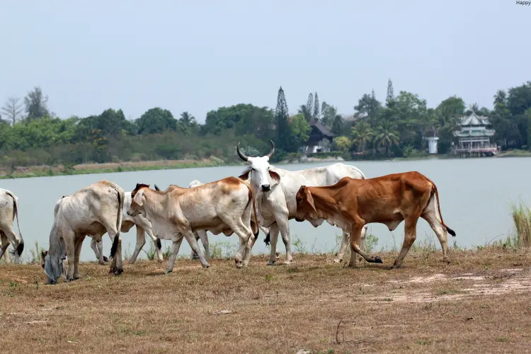 cattles are walking near lake