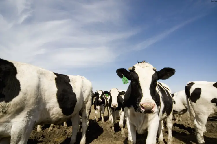 cattles are walking while 1 is watching straight