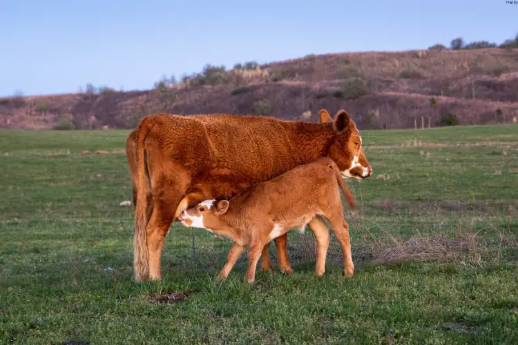 cow is feeding her baby