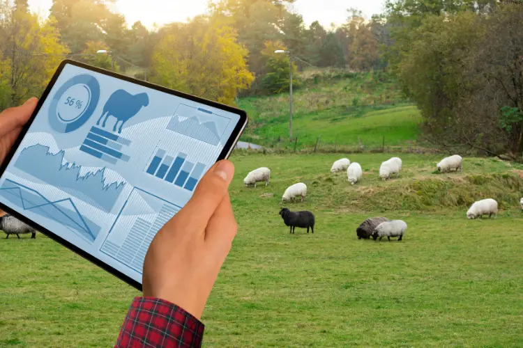 man is using Technology to Managing Cattle