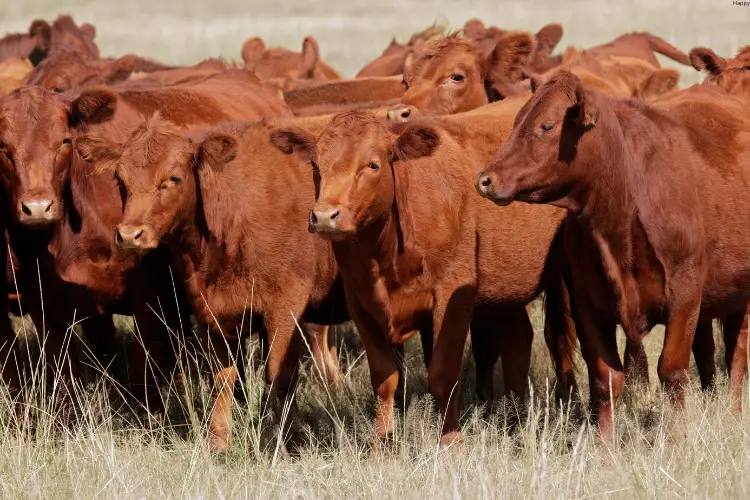 many brown cattles are standing at one place