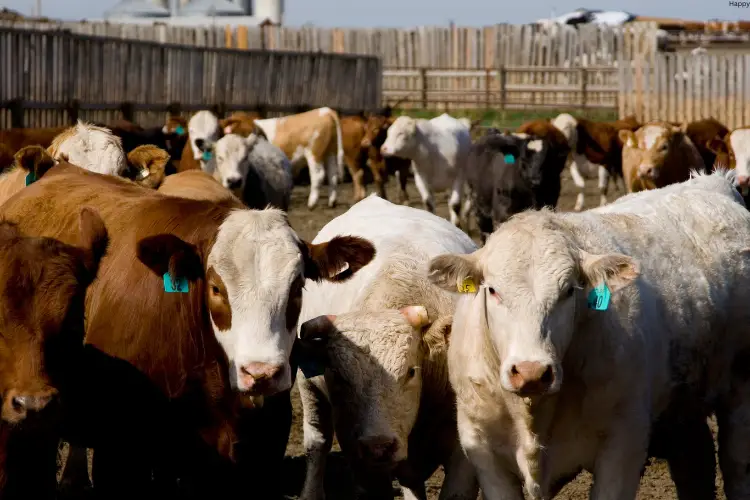 many cattles are in farm