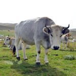 one cattle is standing while other ate sitting on grass