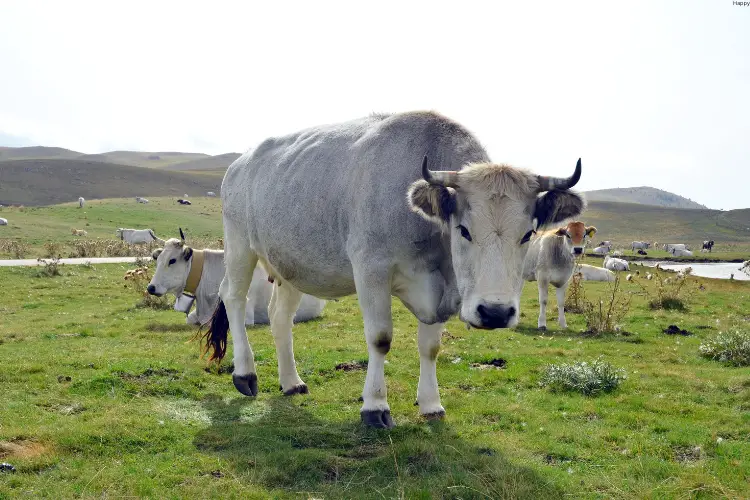 one cattle is standing while other ate sitting on grass