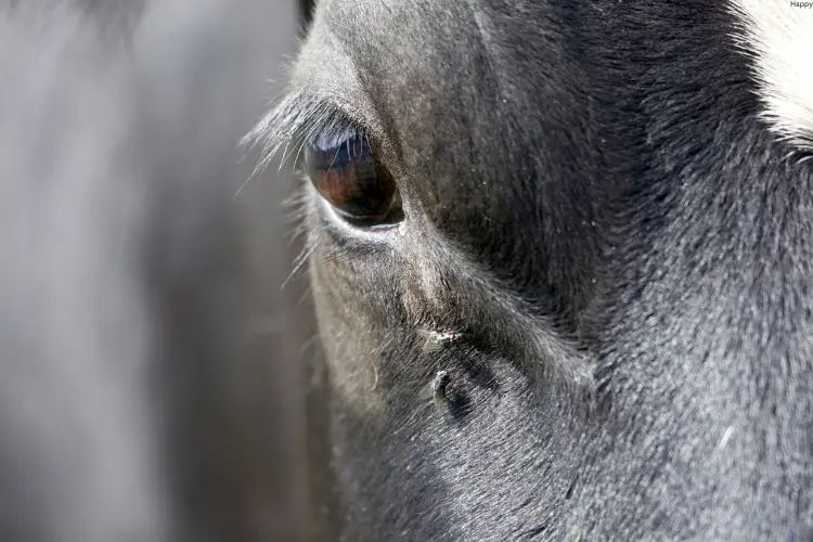 one fly is sitting near cattle's eye