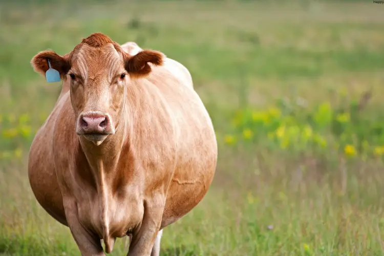 pregnant cattle is standing