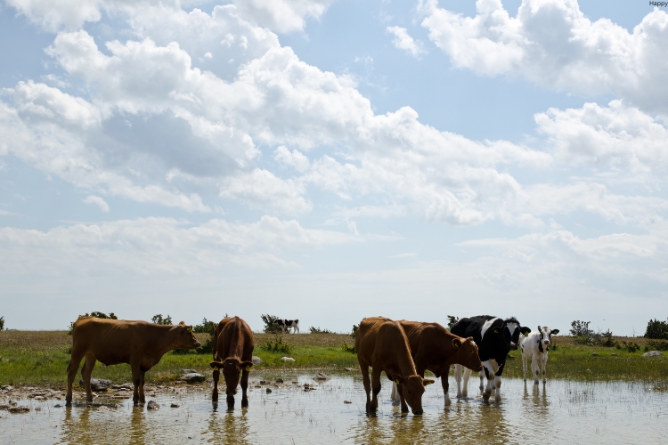 some cattles drinking while some are standing in water only