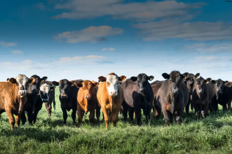 there are many cattles are together standing on grass