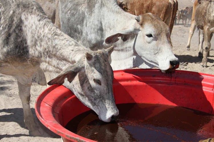 two cattles are drinking water together