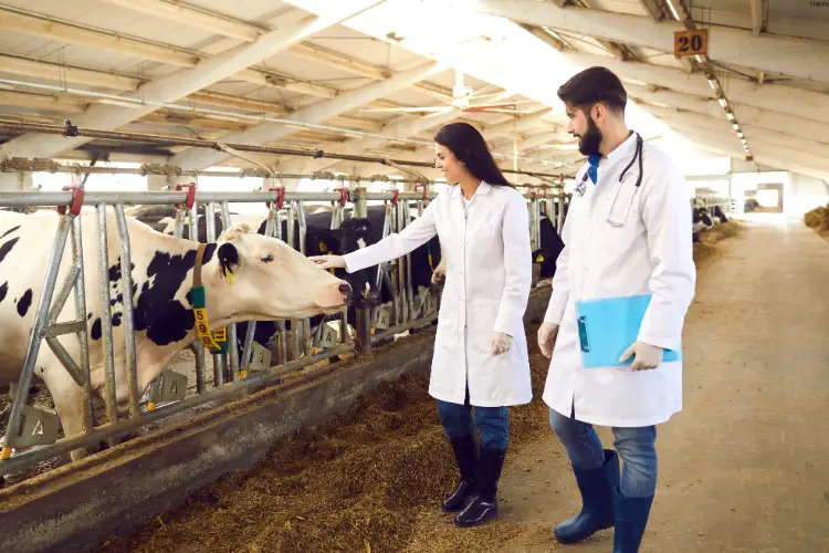 vet is checking and touching cattles