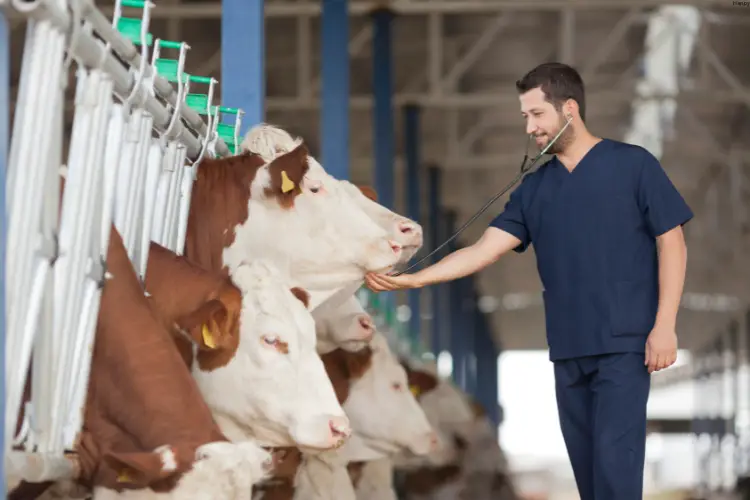 vet is touching one of cattle in farm