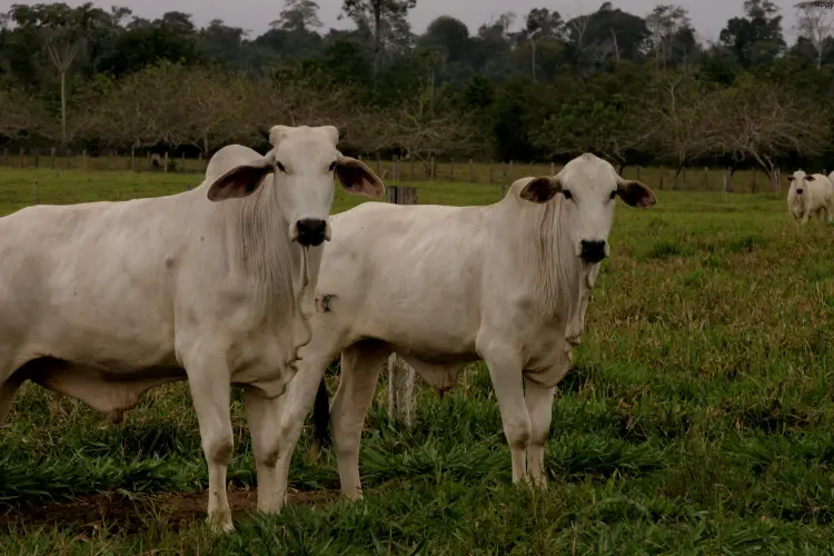 white cattles standing together in grass