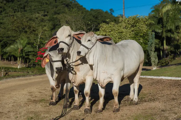 3 Podolica Breed cattle standing together