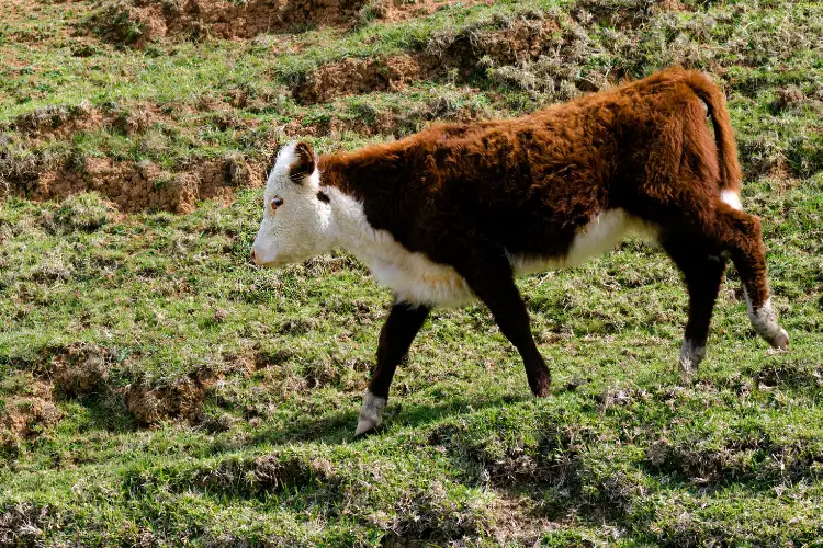 Ayrshire cattle is walking on mountain