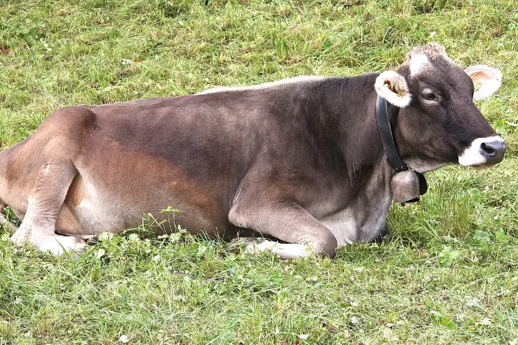 Brown Swiss cattle is sitting on grass