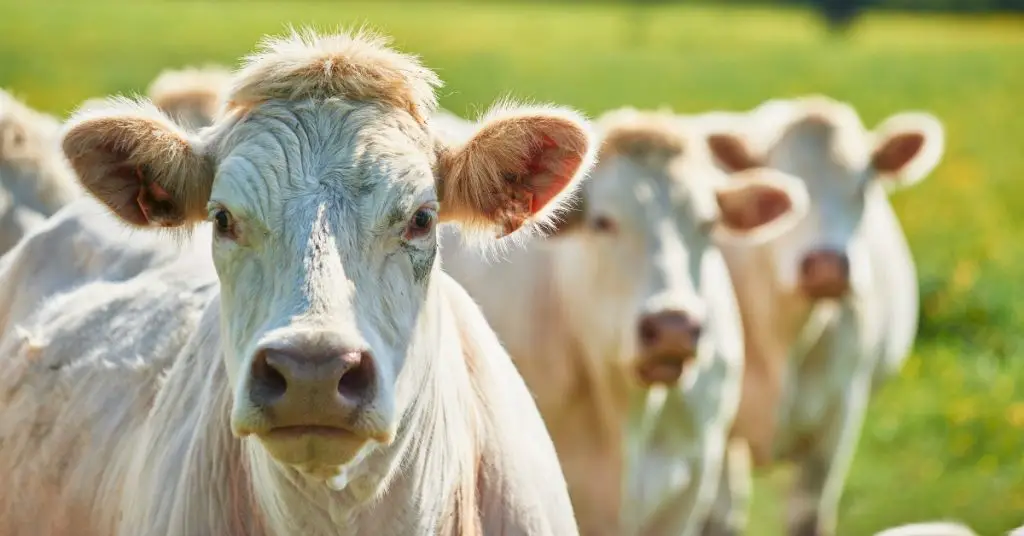 Cattle in green grass