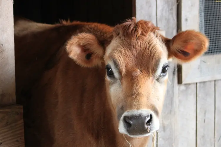 Cattle is watching straight