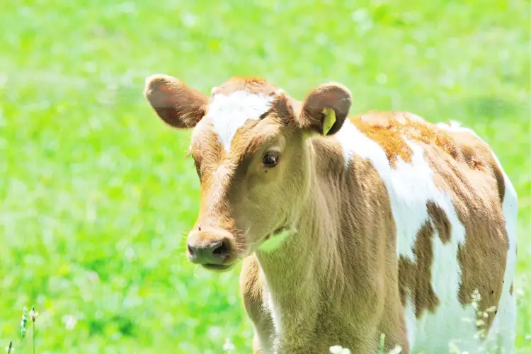 Guernsey cattle is standing alone in greenery