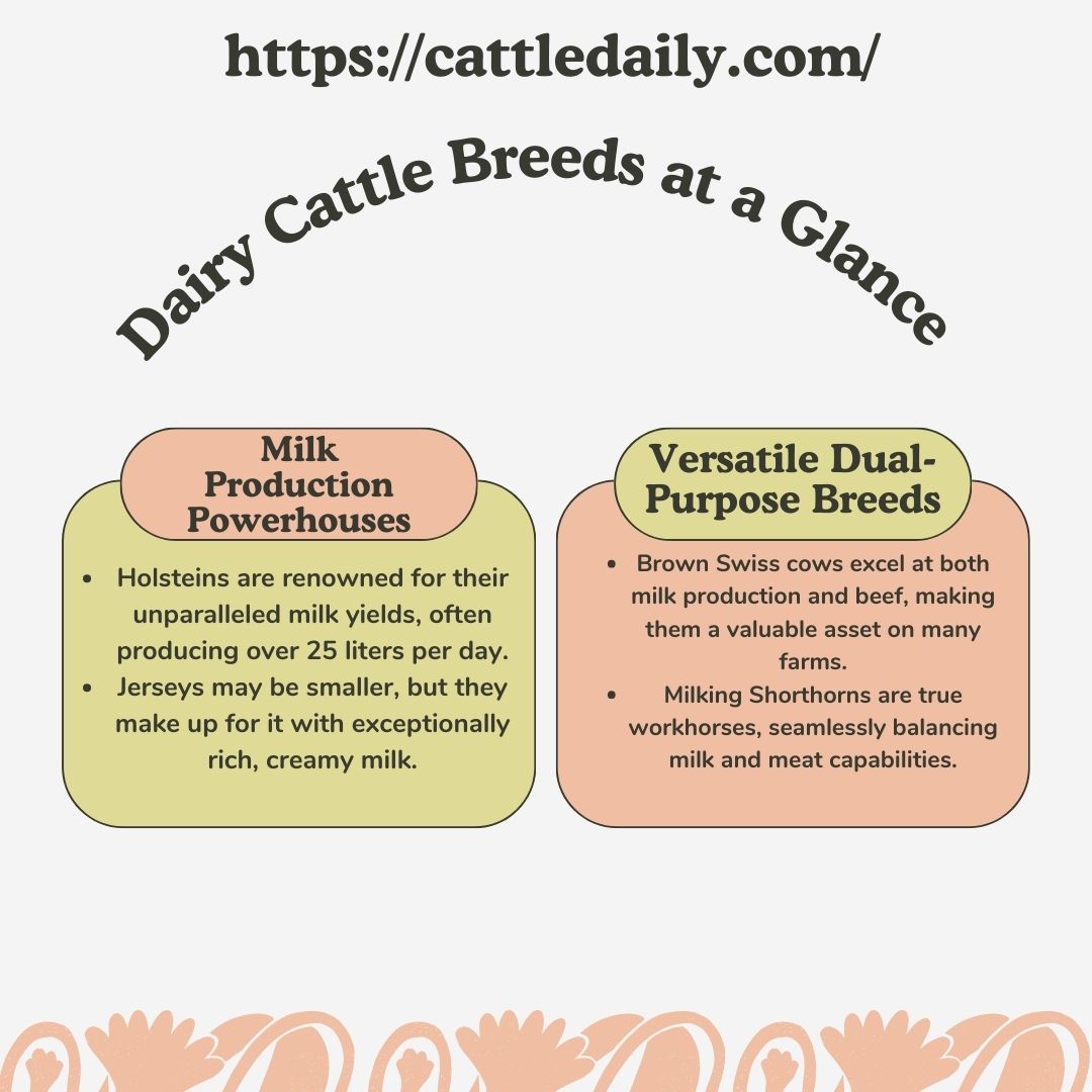 Infographic which breeds of dairy cattle are used most often 