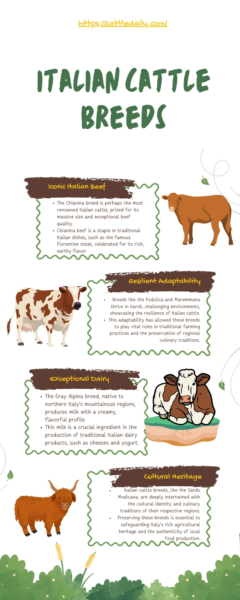 Infographic italian cattle breeds