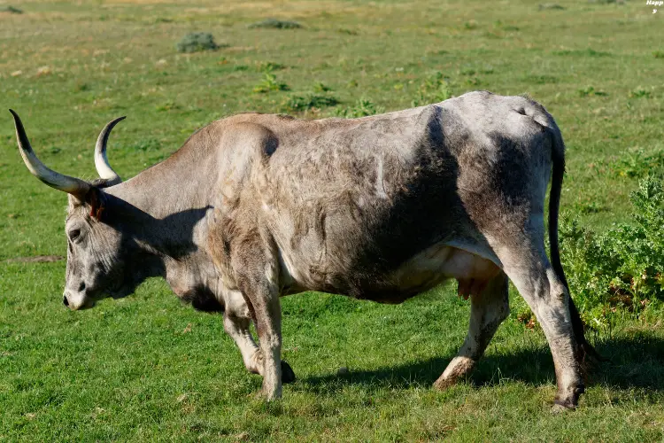 The Maremmana Breed of cattle is walking on grass