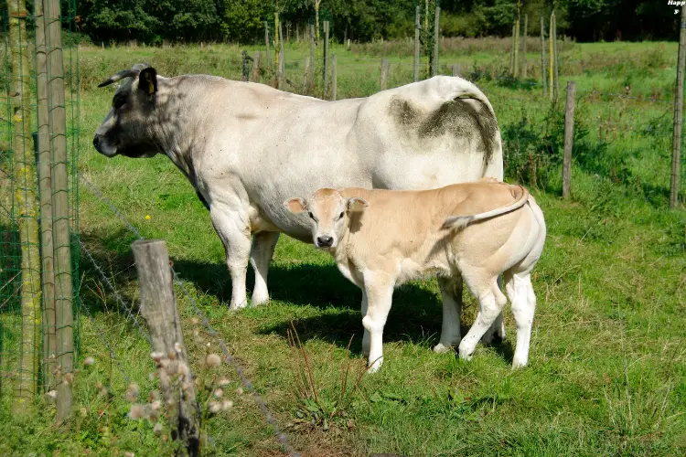 The Piemontese Breed of cattle is standing with bay on grass