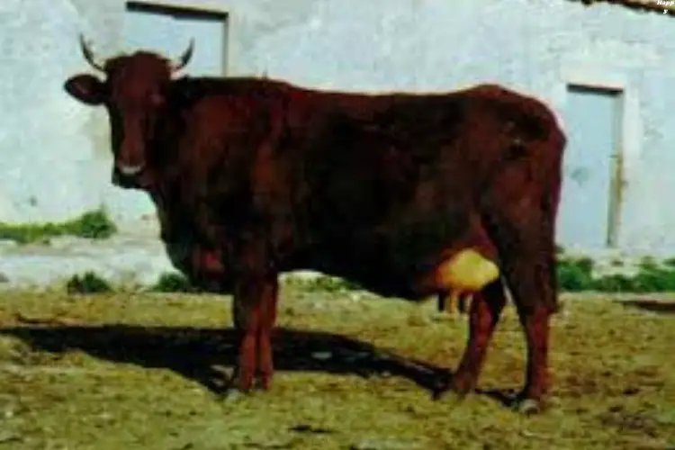 The Sardo Modicana Breed