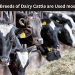 cattle breeds