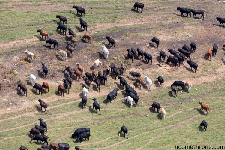 cattle in open green ground