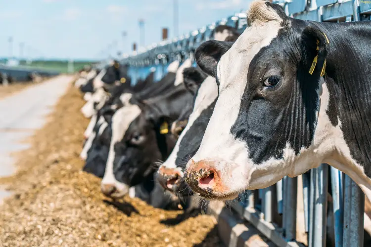 cattles are in farm