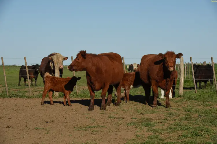 cattles are standing at one place