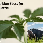 Hemp Nutrition Facts for Cattle