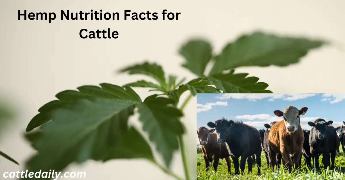 Hemp Nutrition Facts for Cattle