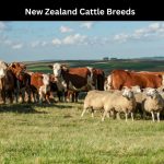 New Zealand Cattle Breeds