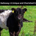 Belted Galloway