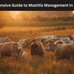 Mastitis Management in Dairy Cattle