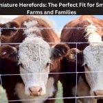 Miniature Herefords