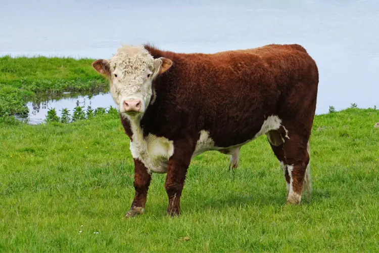 Miniature Herefords