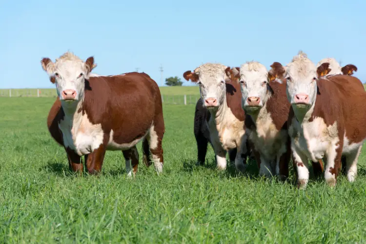 Miniature Herefords