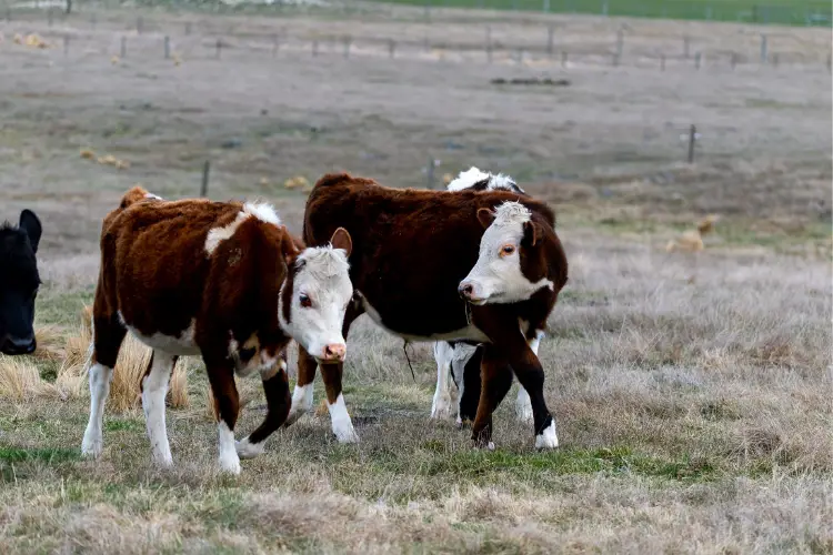 Miniature Herefords