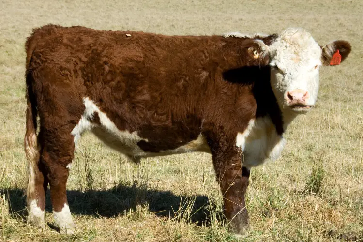 Miniature Herefords