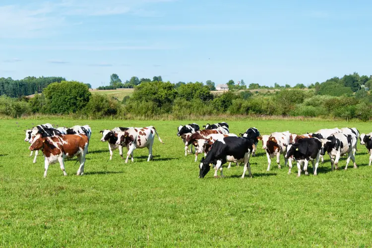 cattle in dairy farm