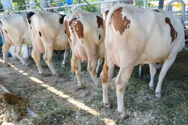 cattle in dairy farm